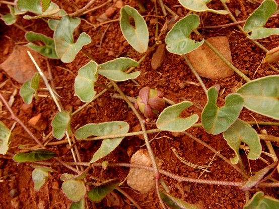 Ipomoea bathycolpos solitary fruit