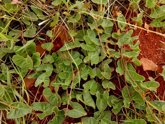 Ipomoea bathycolpos