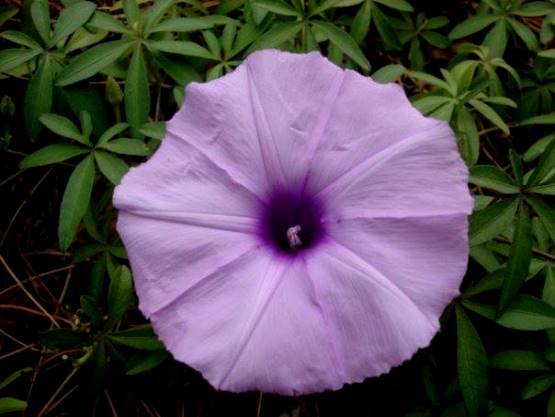 Ipomoea cairica
