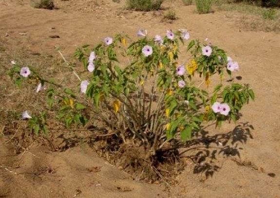 Ipomoea carnea