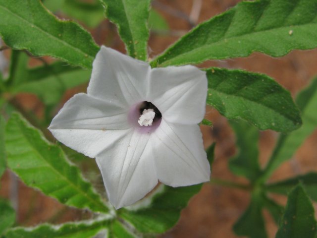 Ipomoea hochstetteri