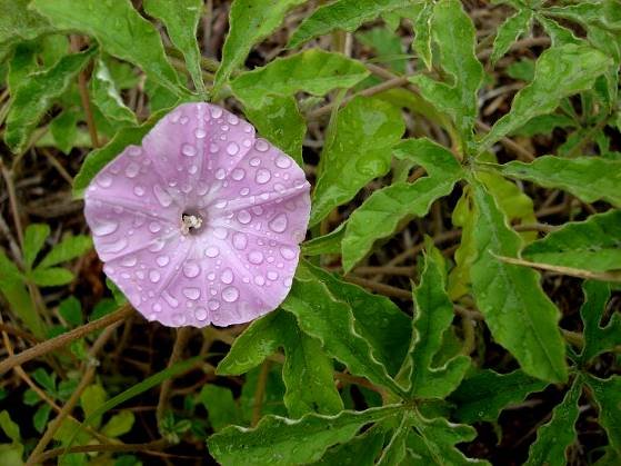 Ipomoea magnusiana
