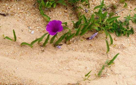 Ipomoea oblongata