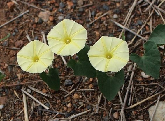 Ipomoea