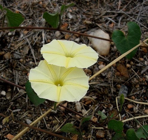 Ipomoea obscura var. obscura