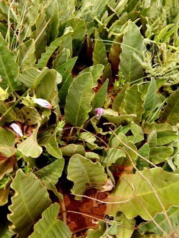 Ipomoea ommaneyi 