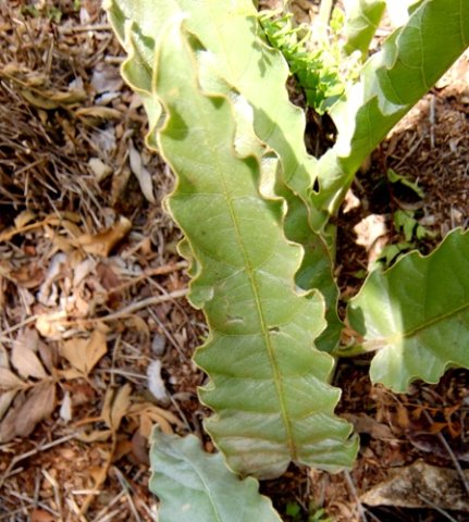 Ipomoea ommaneyi leaves
