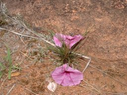 Ipomoea bolusiana