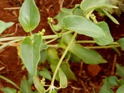 Ipomoea bathycolpos flower buds