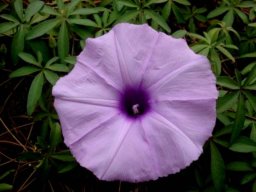 Ipomoea cairica