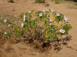 Ipomoea carnea