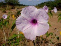 Ipomoea carnea flower