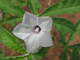 Ipomoea hochstetteri