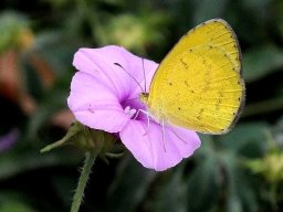 Ipomoea magnusiana flower and butterfly