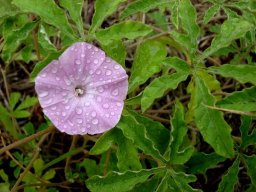 Ipomoea magnusiana