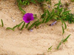 Ipomoea oblongata
