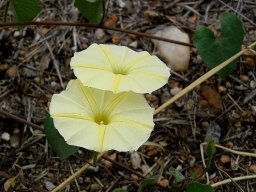 Ipomoea obscura var. obscura