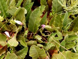 Ipomoea ommaneyi 