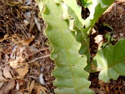 Ipomoea ommaneyi leaves