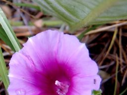 Ipomoea ommaneyi flower