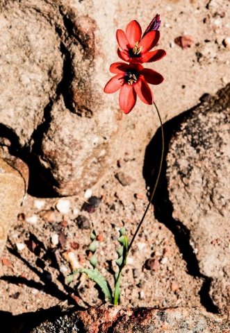 Ixia campanulata