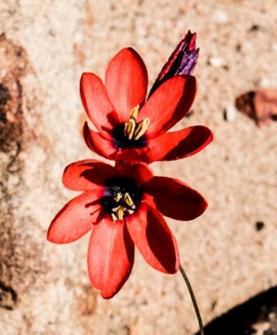Ixia campanulata flowers