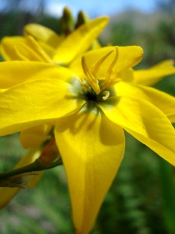 Ixia dubia flower centre