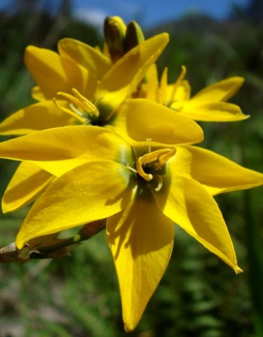 Ixia dubia