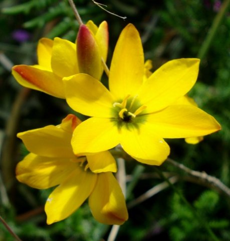 Ixia dubia red on the outside