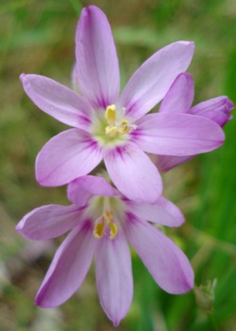 Ixia flexuosa flowers