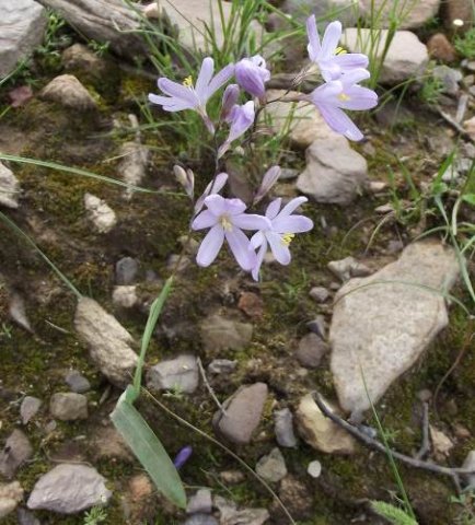 Ixia latifolia