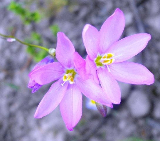 Ixia micrandra
