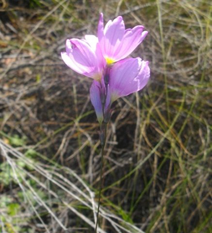 Ixia polystachya