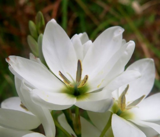 Ixia polystachya white with green centre