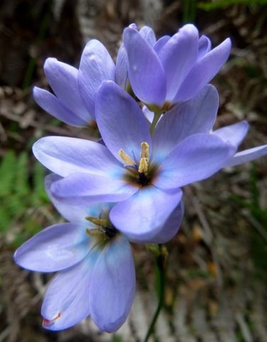 Ixia polystachya blue-white with brown centre