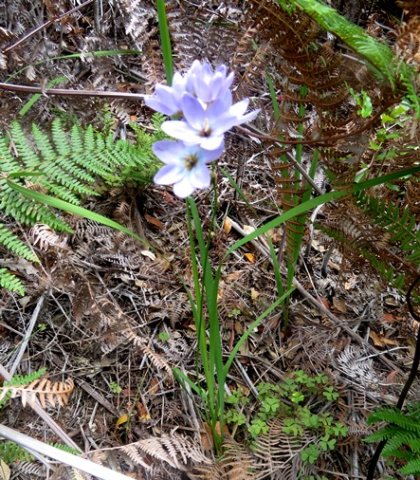 Ixia polystachya plant