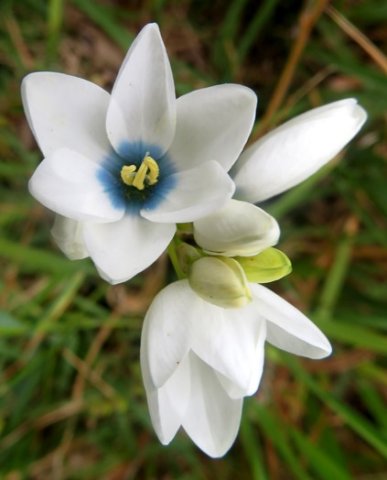 Ixia polystachya white with blue centre