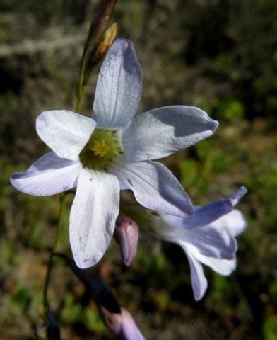 Ixia rapunculoides less of a ring in the cup