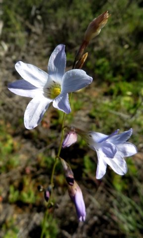 Ixia rapunculoides inflorescence, a spike
