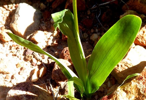Ixia scillaris subsp. latifolia leaves