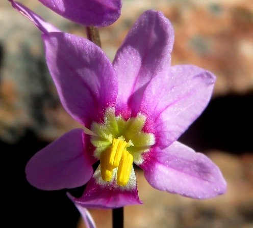 Ixia scillaris subsp. latifolia flower