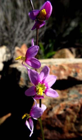 Ixia scillaris subsp. latifolia flower spike