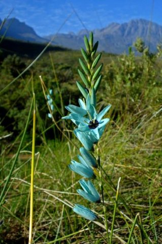 Ixia viridiflora