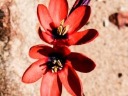 Ixia campanulata flowers