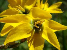 Ixia dubia