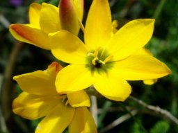 Ixia dubia red on the outside
