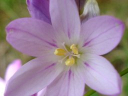 Ixia flexuosa pale flower
