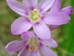 Ixia flexuosa flowers