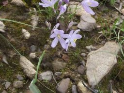 Ixia latifolia