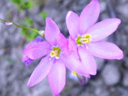 Ixia micrandra